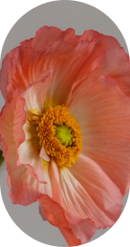 anemone flower